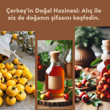 Aluç